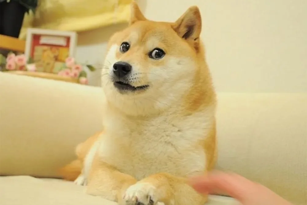 doge.jpg